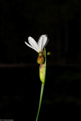 Sisyrinchium cholewae