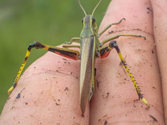 Stethophyma lineatum