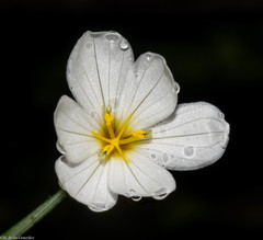 Sisyrinchium cholewae