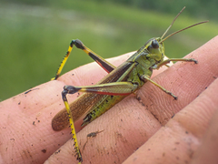 Stethophyma lineatum