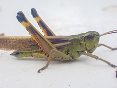 Stethophyma lineatum