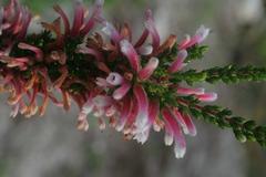 Erica perspicua perspicua