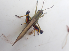 Stethophyma lineatum