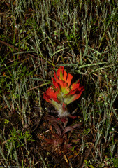 Castilleja saltensis