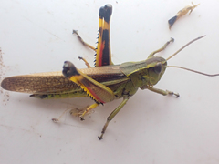 Stethophyma lineatum