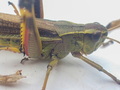 Stethophyma lineatum