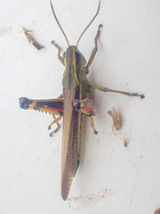 Stethophyma lineatum