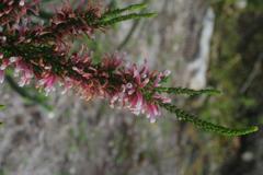 Erica perspicua perspicua