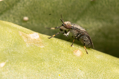 Stictomyia longicornis
