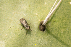 Stictomyia longicornis
