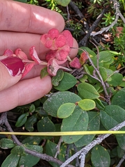 Exobasidium vaccinii-uliginosi