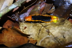 Lamprigera