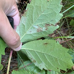 Phyllocnistis ampelopsiella