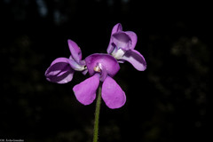 Phaseolus amblyosepalus