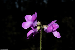 Phaseolus amblyosepalus