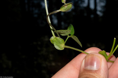 Phaseolus amblyosepalus