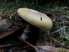 Amanita toxica