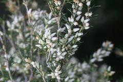 Erica caffra caffra