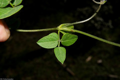 Phaseolus amblyosepalus