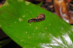 Orthomorpha