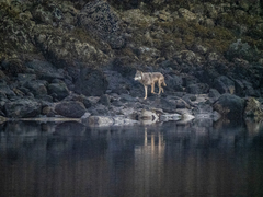 Canis lupus crassodon