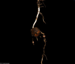 Phaseolus amblyosepalus