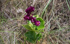 Prestonia erecta