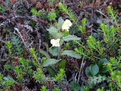 Pedicularis lapponica