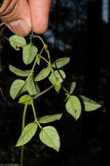 Phaseolus amblyosepalus