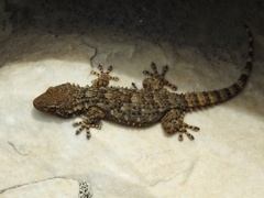 Tarentola mauritanica