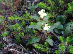 Pedicularis lapponica
