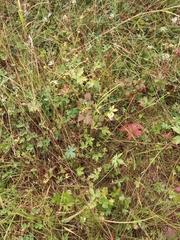 Ranunculus propinquus