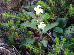 Pedicularis lapponica