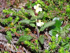 Pedicularis lapponica