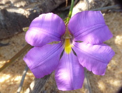 Scaevola phlebopetala