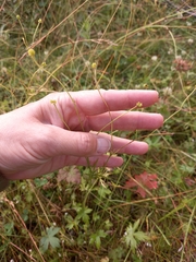 Ranunculus propinquus