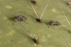 Stictomyia longicornis