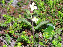 Pedicularis lapponica