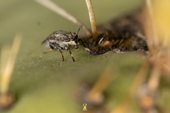 Stictomyia longicornis