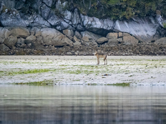 Canis lupus crassodon