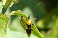 Velinus malayus