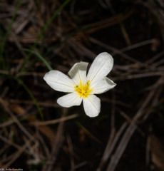Sisyrinchium cholewae