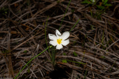 Sisyrinchium cholewae