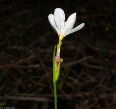 Sisyrinchium cholewae