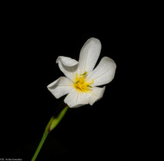 Sisyrinchium cholewae