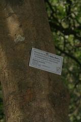 Maytenus acuminata acuminata
