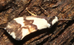 Philenora irregularis