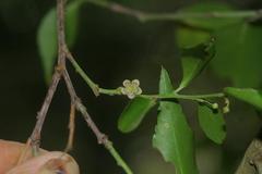 Maytenus acuminata acuminata