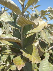 Brachylaena rotundata