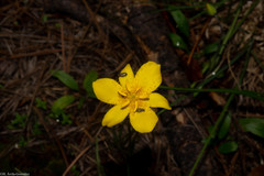 Calochortus venustulus